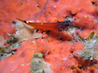 Triplefin blenny, Cyprus