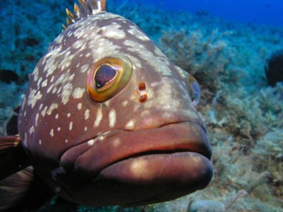 Very friendly grouper