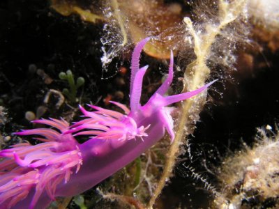 Purple nudibranch 1