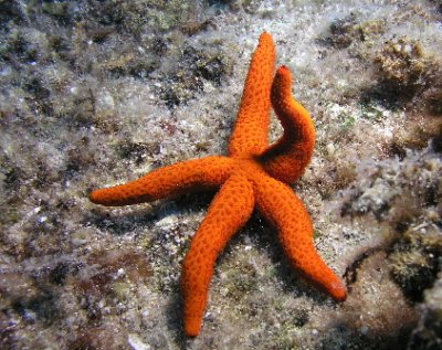 Orange Starfish