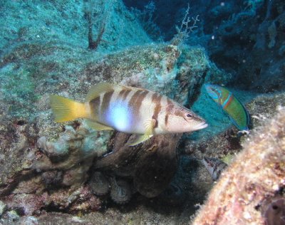 When I photographed this comber, I noticed the rock behind it moving. Do you see the octopus?