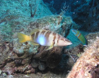 When I photographed this comber, I noticed the rock behind it moving.  Do you see the octopus?