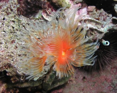 Spiral Tube Worm