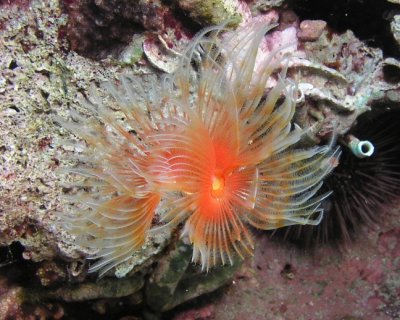 Spiral Tube Worm