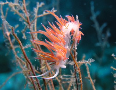 Another nudibranch on the same boulder as the first two.