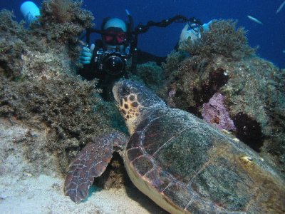 Bob with a loggerhead turtle.