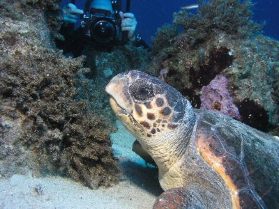 Another shot of Bob and the loggerhead.