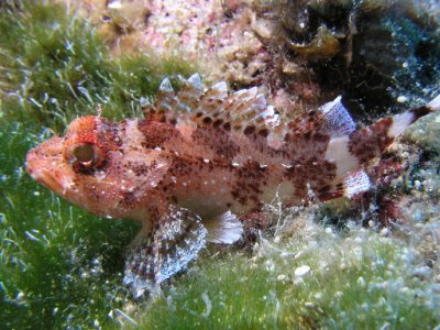 Scorpionfish