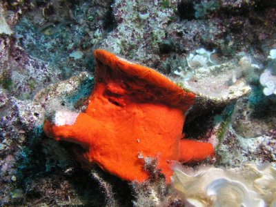 Part of an amphora covered by encrusting sponge.