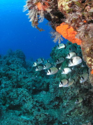 Two-banded sea bream