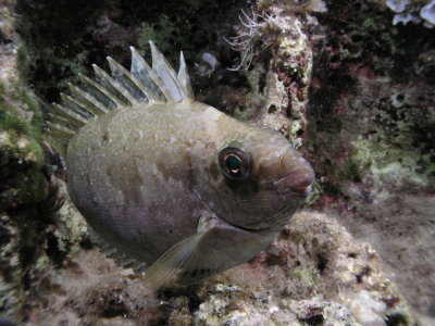 Rabbit fish at night--looks like a bad case of bed head