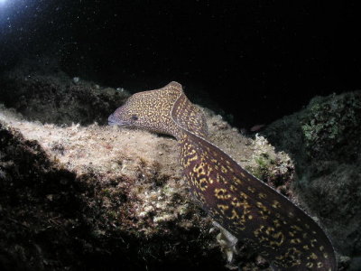 The moray eel came completely out and swam around