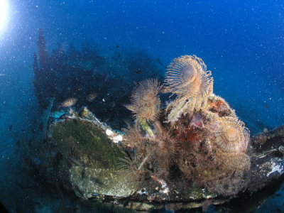 Spiral tube worms