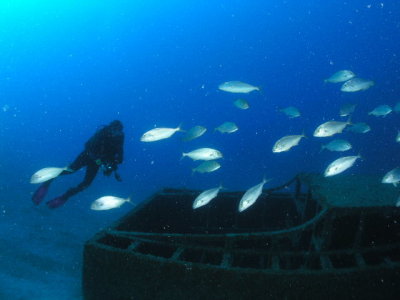 Carol with small amberjacks