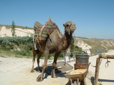 Uchisar camel