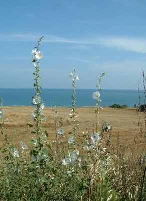 Fields and flowers near Karatas