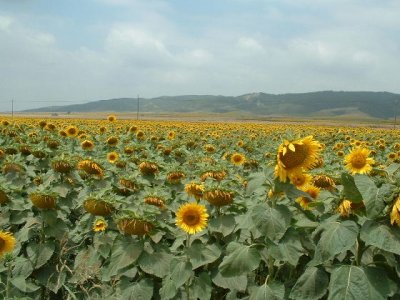 Sunflowers near Yumurtalik
