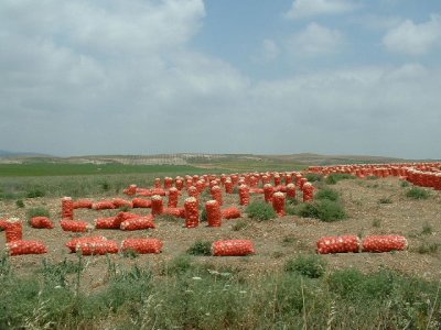 Onion crop near Yumurtalik