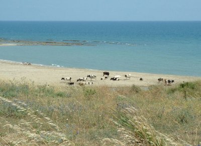 Cows on vacation?
