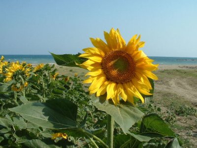 I think I'll call this one Sea the Sunflower