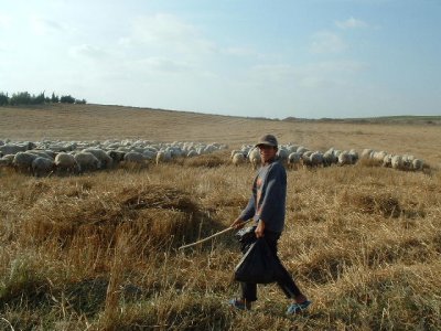 Another shepherd near Yumurtalik