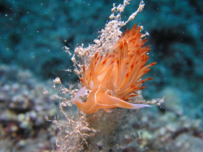 Orange nudibranch