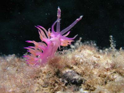 Purple nudibranch