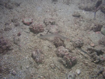Conger eel burrowing into the sand, tail first