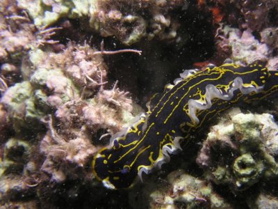 Nudibranch