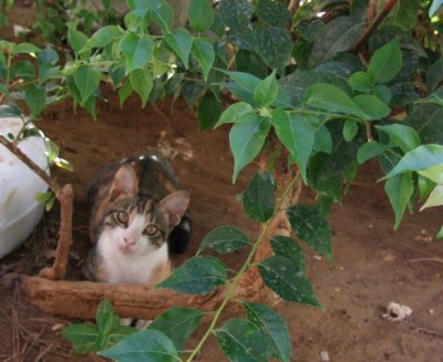 Every hotel and restaurant in Turkey seems to have their house cats.  This one waited patiently for scraps