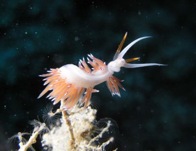 Yes-another nudibranch