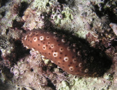 Sea Cucumber