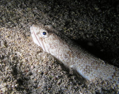 Another shot of the lizardfish