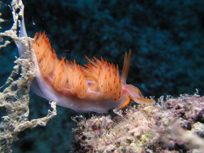 It doesnt seem like a dive in Turkey without a nudibranch.