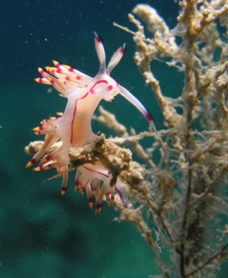 Nudibranch