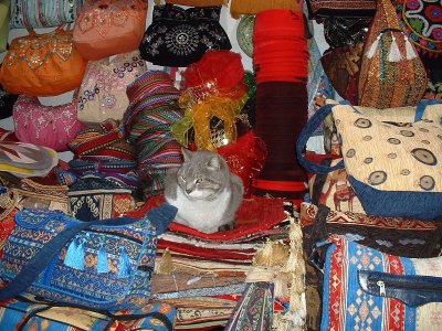 Spoiled cat outside the Grand Bazaar