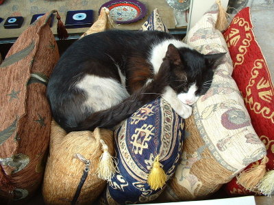 Spoiled kedi outside a shop