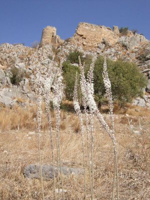 Castle with fall flowers