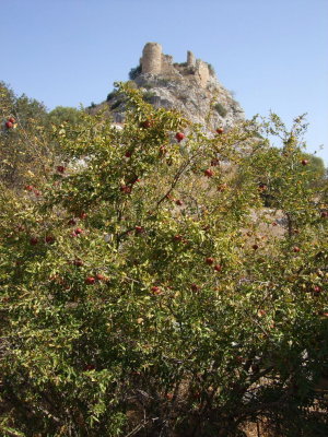Pomegranate (Nar) tree
