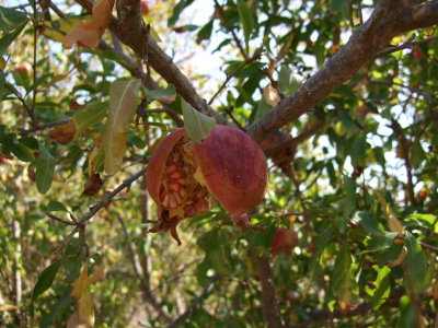 Pomegranate dropping its seeds