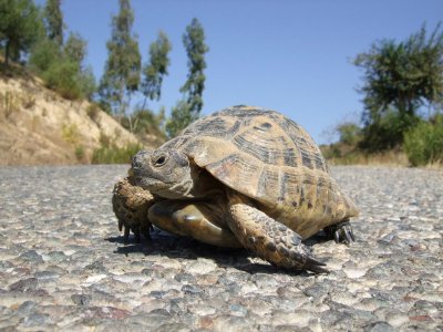 Tortoise on a local road