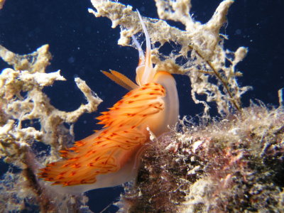 Orange nudibranch at 85' deep