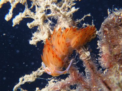 Orange nudibranch