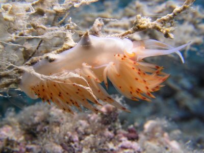 Another orange nudibranch enjoying the current at 45