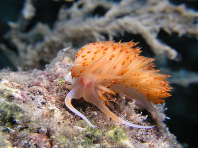 A third orange nudibranchs--you can make out the eyes