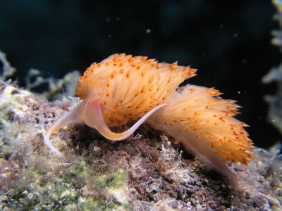 Another shot of the orange nudibranch