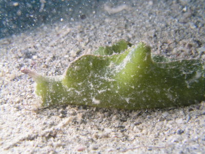 Green sea slug, maybe an Elysia ornata