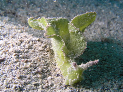 Green sea slug: Elysias