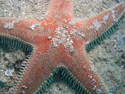 Red comb star