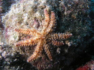 Irregular starfish; they are irregular because they have 6 to 12 legs
